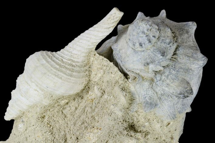 Tall, Miocene Fossil Gastropod Cluster - France #113708